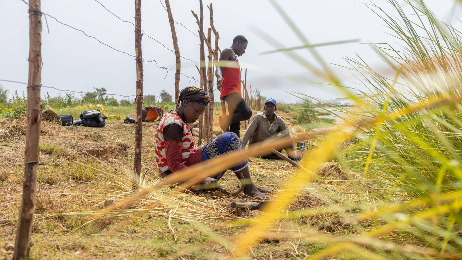 Des agriculteurs qui s'apprêtent à récolter des racines de khamaré dans la région de Ségou au Mali.