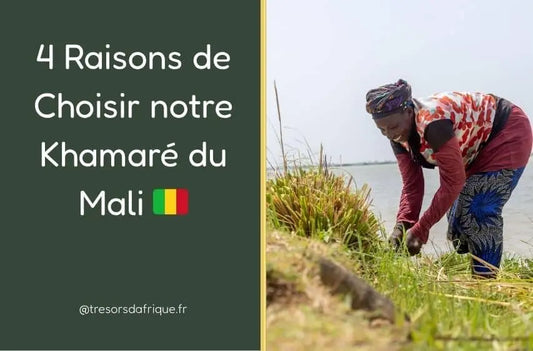 Récolte traditionnelle du khamaré au Mali