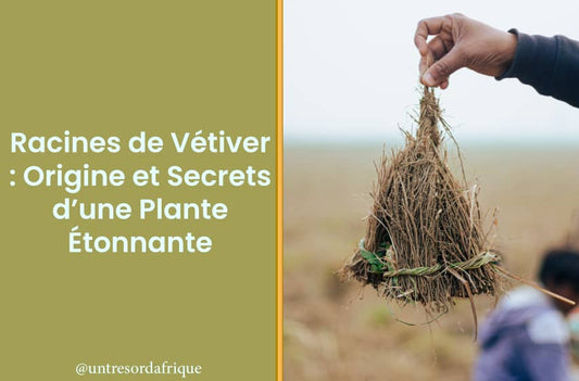 Racines de Vétiver : Origine et Secrets d’une Plante Étonnante
