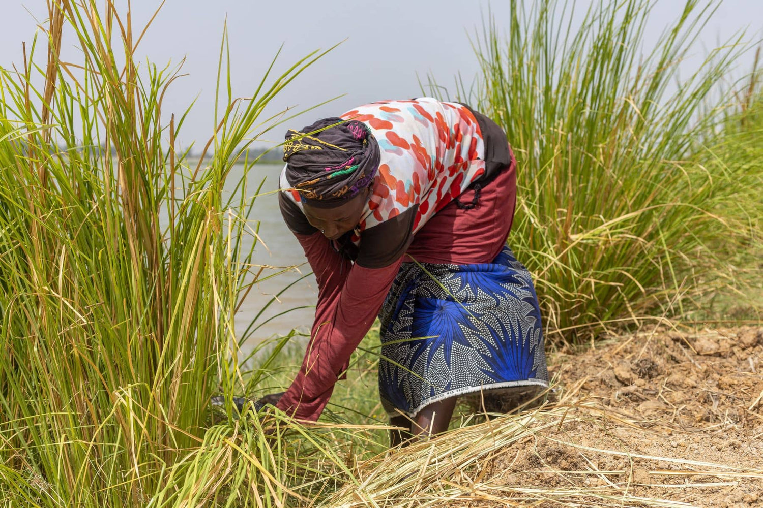 Femme malienne récoltant du vétiver avec une serpe le long d’un champ africain près d’un cours d’eau