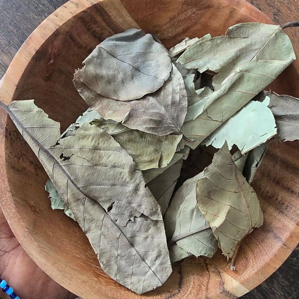 Feuilles de corossol Annona muricata séchées, utilisées pour le sommeil et le bien-être digestif