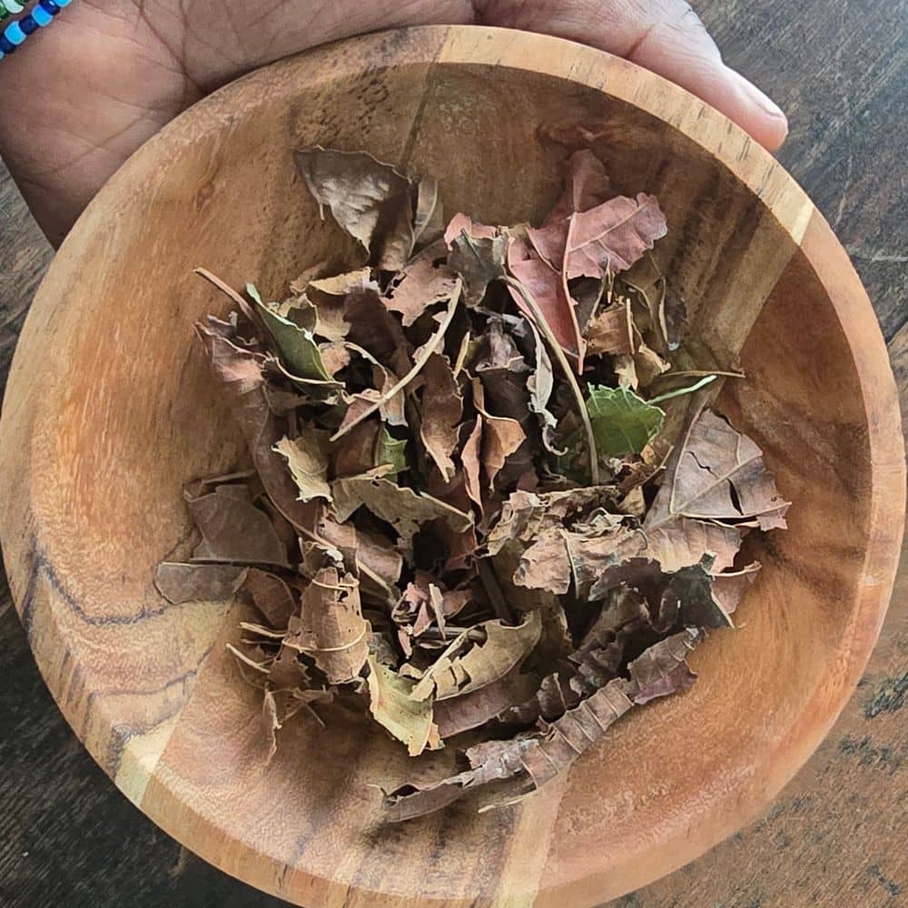 Feuilles de djeka Alchornea cordifolia séchées, plante traditionnelle pour l’équilibre féminin