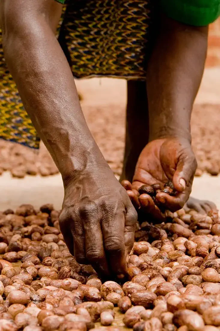 Femme productrice de beurre de karité bio qui trie des noix de karité au Mali